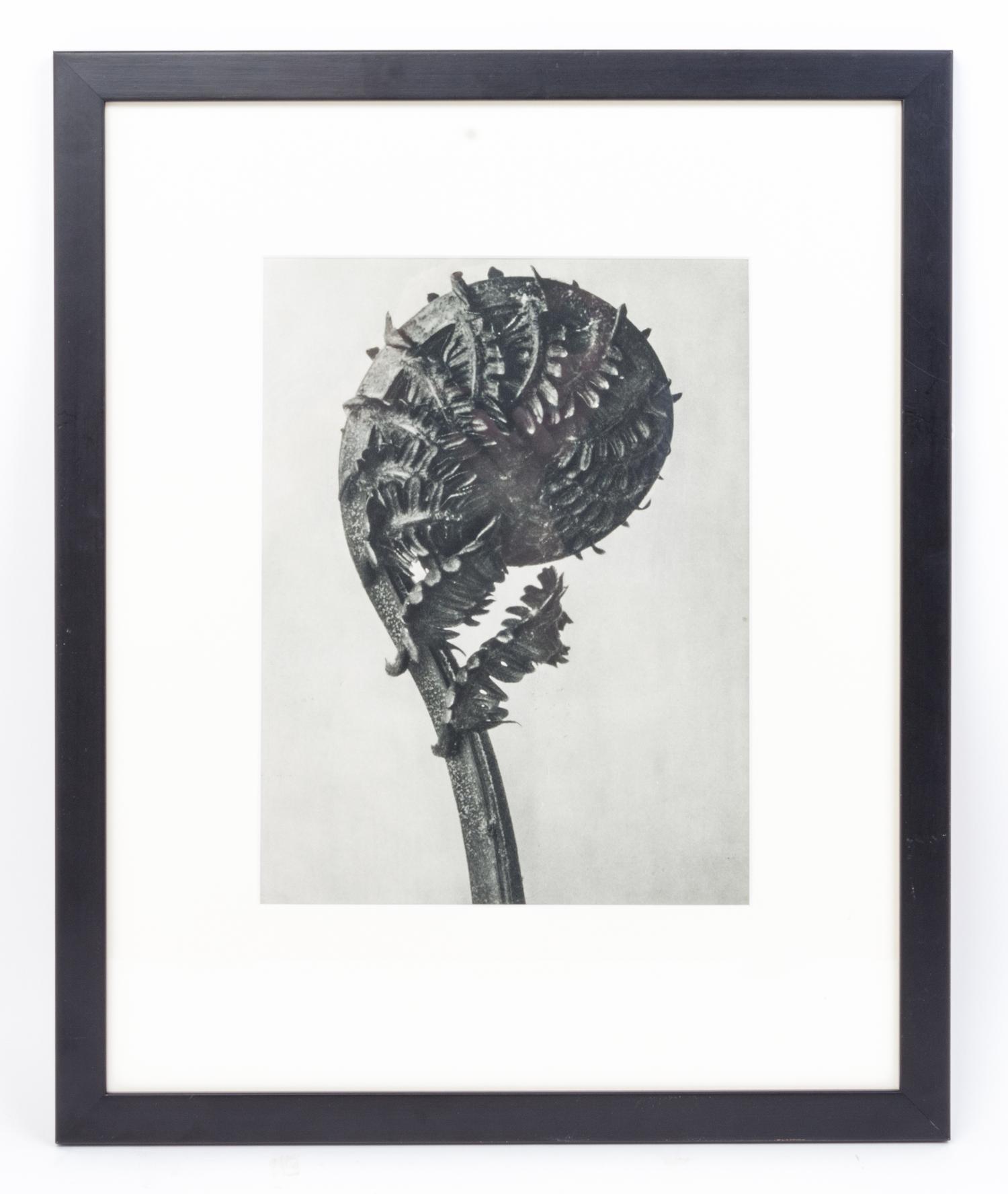 Karl Blossfeldt, (German, 1865 - 1932), Struthiopteris Germanica (German Ostrich-fern) from Art Forms in Nature