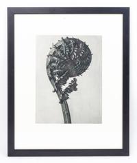 Karl Blossfeldt, (German, 1865 - 1932), Struthiopteris Germanica (German Ostrich-fern) from Art Forms in Nature