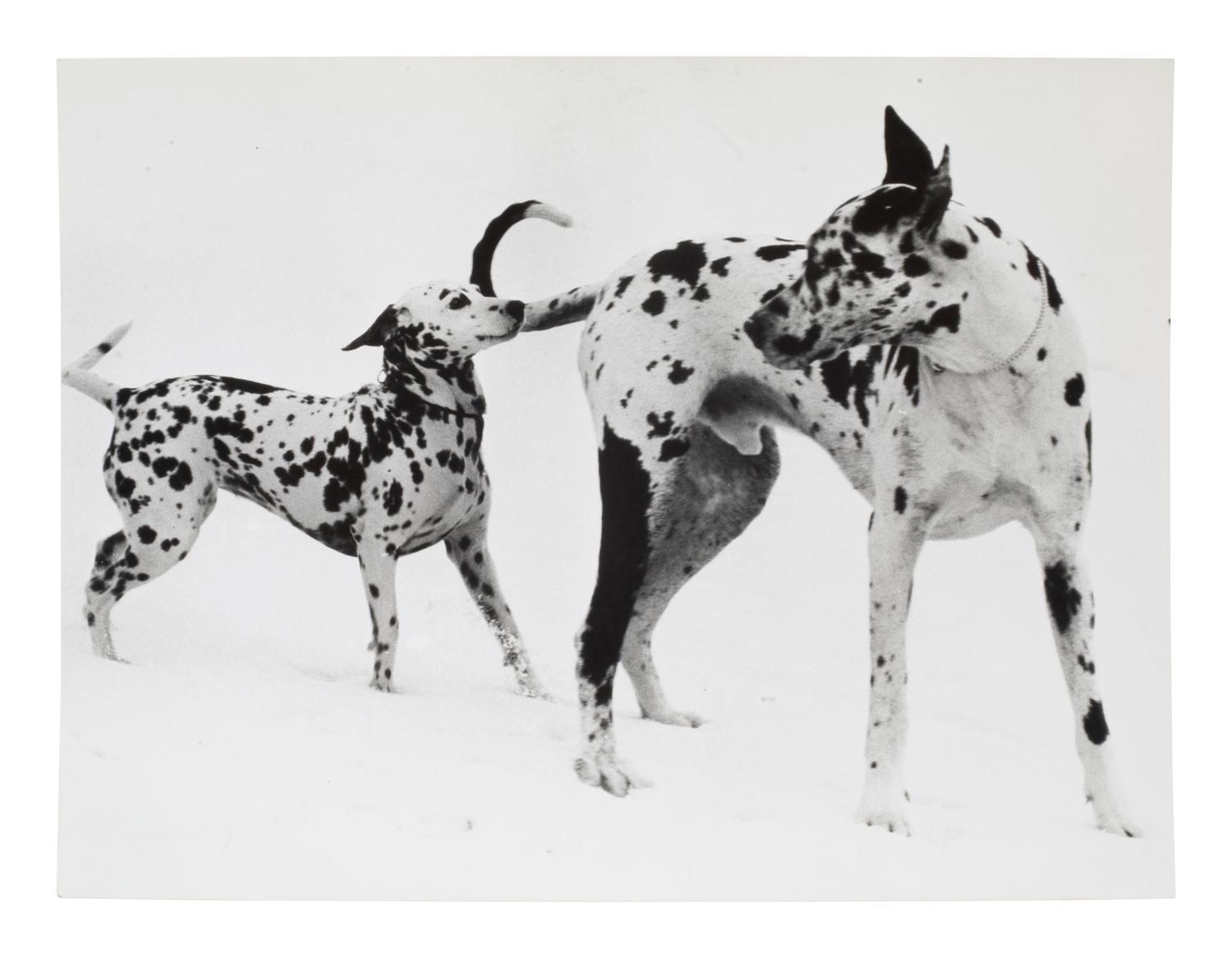 A Group of Four Works depicting dogs, 1958-65; printed ca. 1958-65