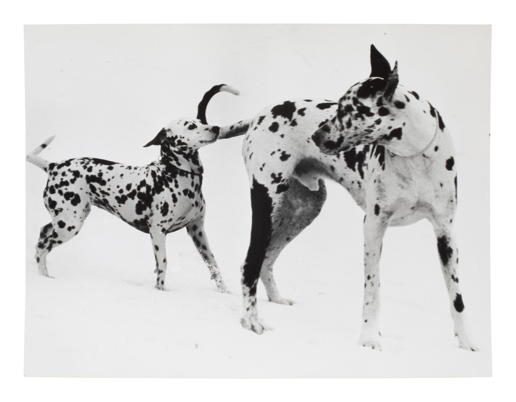 A Group of Four Works depicting dogs, 1958-65; printed ca. 1958-65