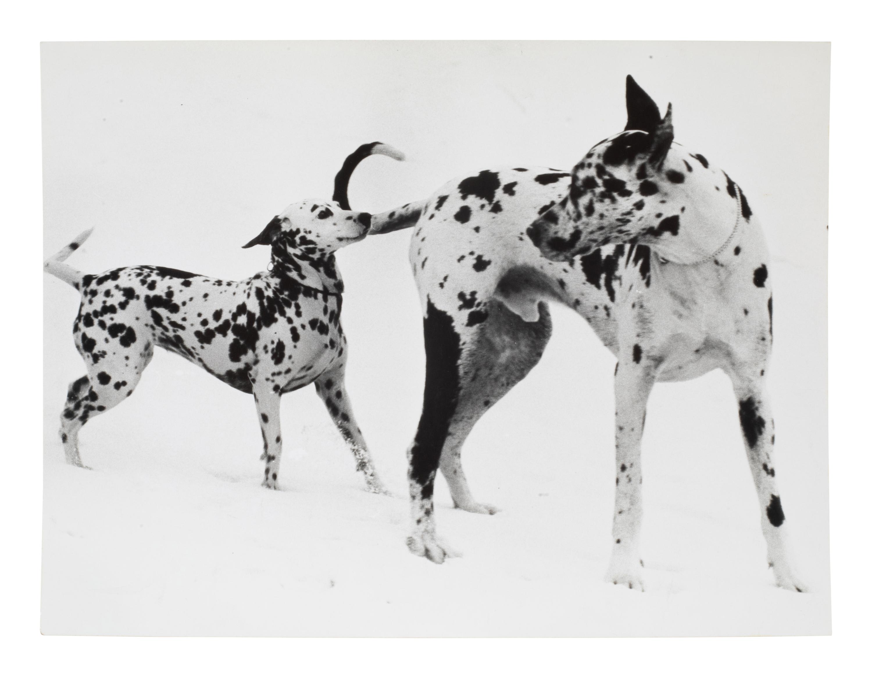 A Group of Four Works depicting dogs, 1958-65; printed ca. 1958-65