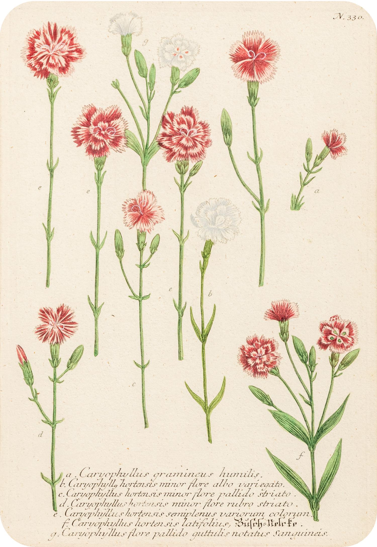 A Set of Six Hand-Colored Botanical Engravings