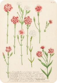 A Set of Six Hand-Colored Botanical Engravings