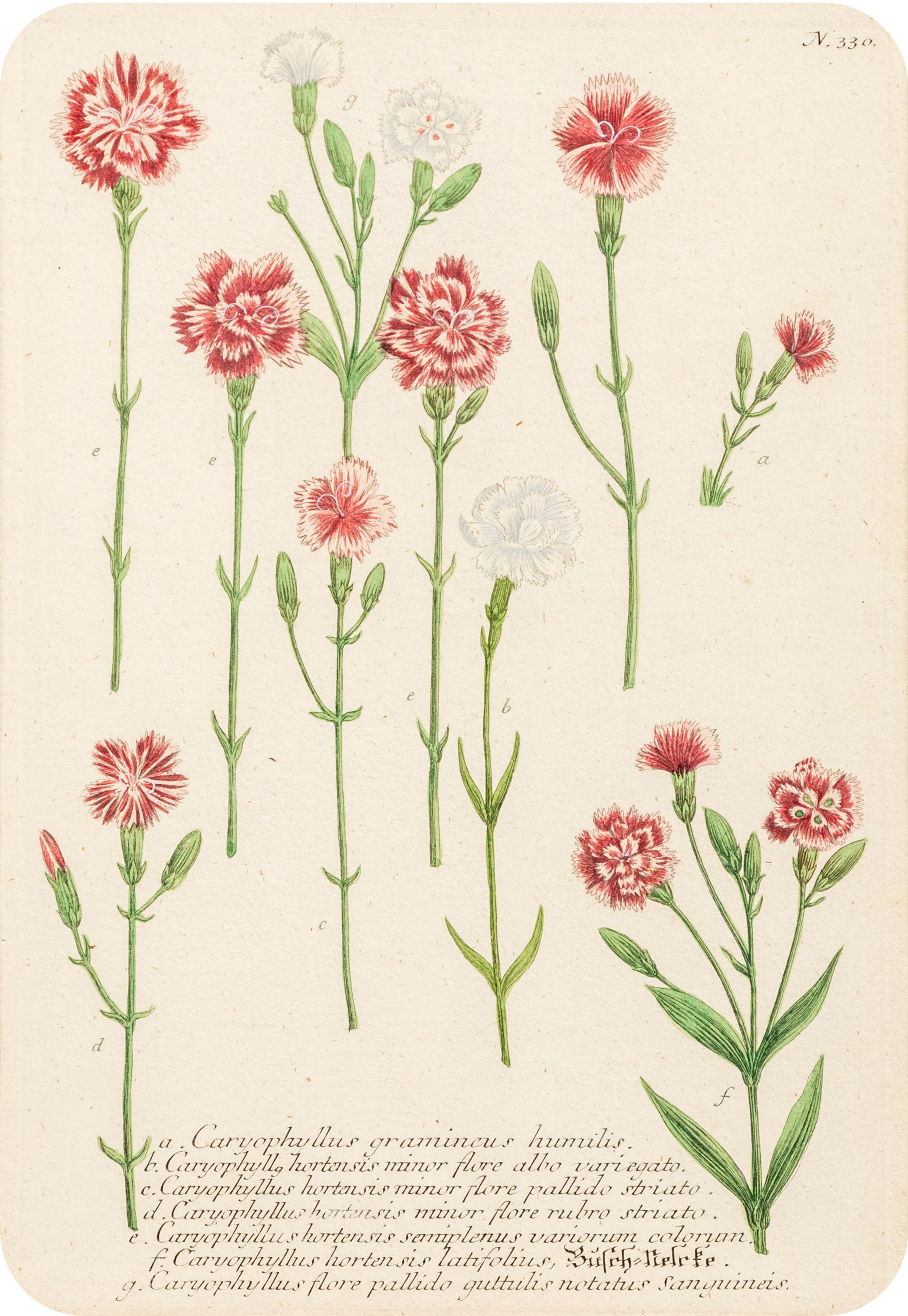A Set of Six Hand-Colored Botanical Engravings