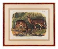 AUDUBON, John James (1785-1851), after Red-breasted Morganser (Plate CCCCI). Mergus Serrator . -- Common or Virginian Deer (Plate CXXXVI). Cervus Virginianus . -- The Jaguar (Plate CI). Felis Onca .--Spotted Grous (Plate CLXXVI). Tetrao Canadensis . -- Raccoon (Plate LXI). Procyon Lotor .