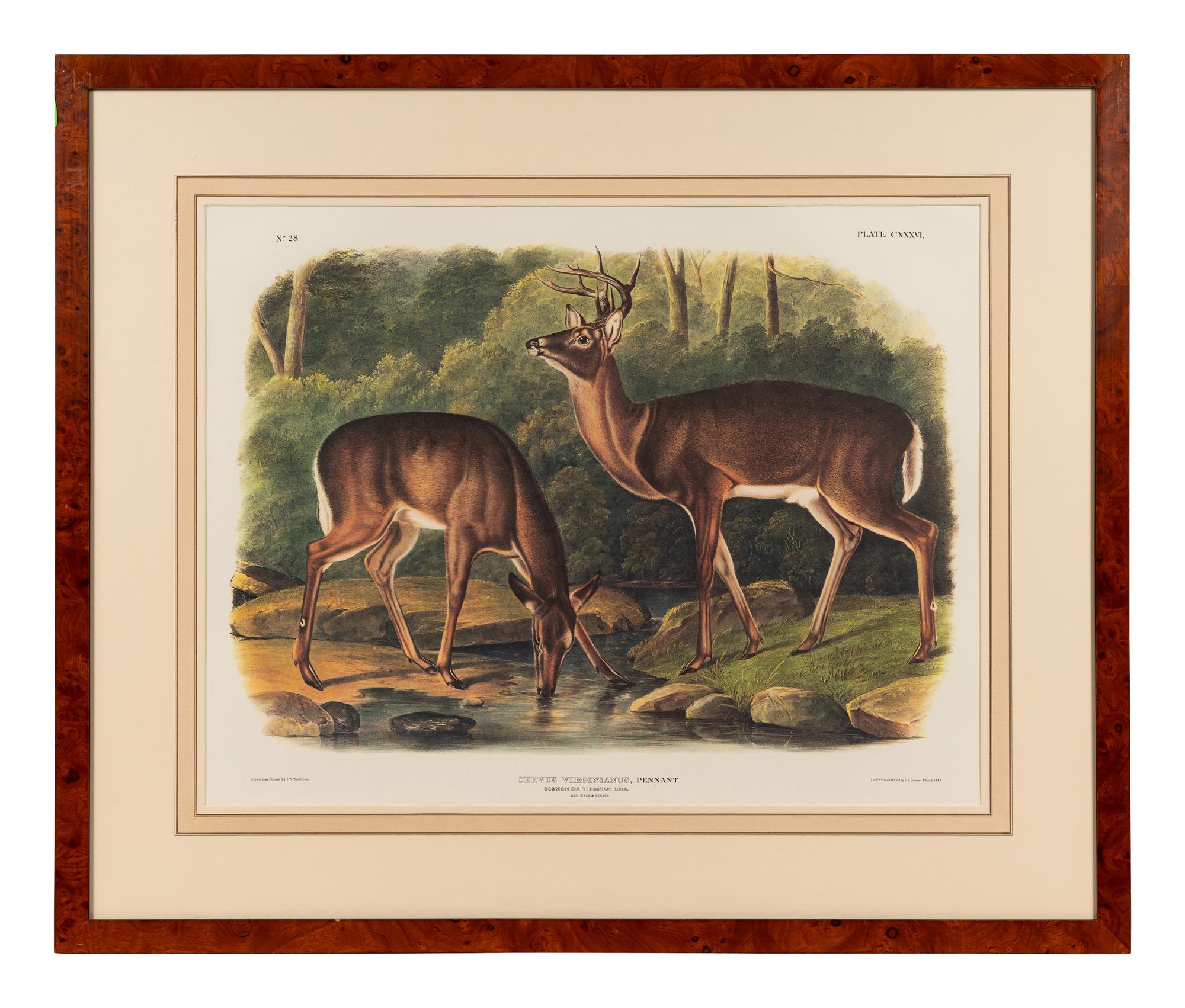 AUDUBON, John James (1785-1851), after Red-breasted Morganser (Plate CCCCI). Mergus Serrator . -- Common or Virginian Deer (Plate CXXXVI). Cervus Virginianus . -- The Jaguar (Plate CI). Felis Onca .--Spotted Grous (Plate CLXXVI). Tetrao Canadensis . -- Raccoon (Plate LXI). Procyon Lotor .