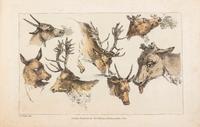 ALKEN, HENRY. Alken's New Scrap Book. London, 1824. With 20 engraved color plates.