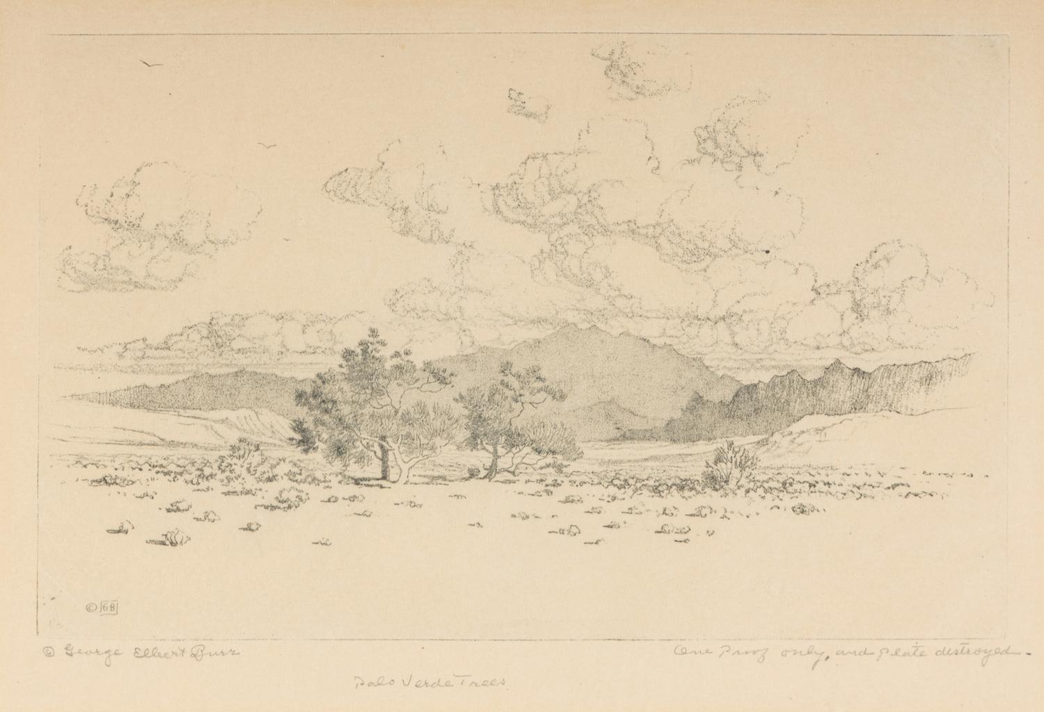 Palo Verde Trees