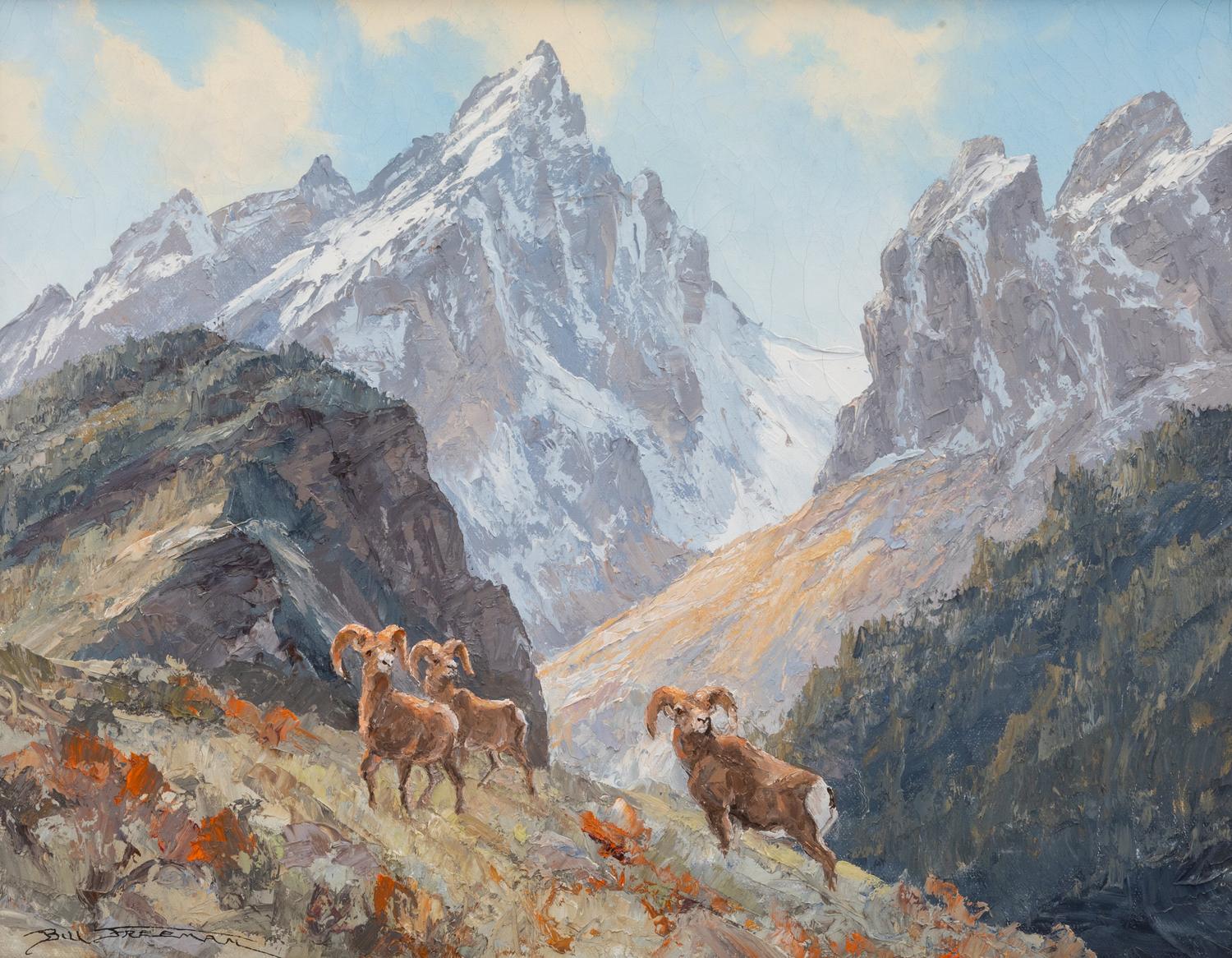 Rocky Mountain Bighorn