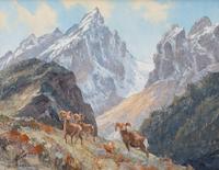 Rocky Mountain Bighorn