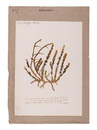[SPECIMEN ALBUM - ALGAE]. HUSSON, Anne Henry (1814-1855). Algae from the Red Sea. Collected ca 1844-1845.