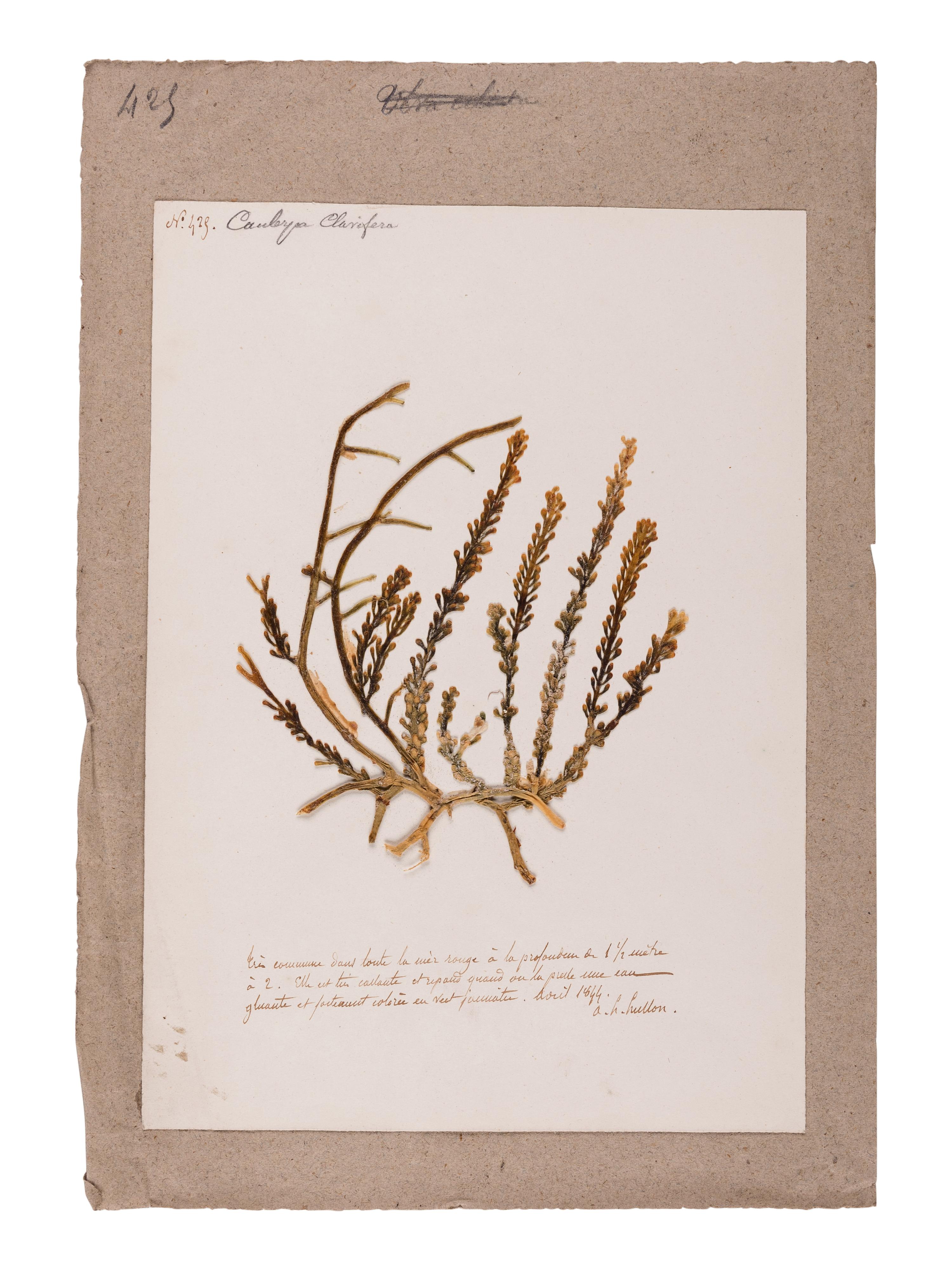 [SPECIMEN ALBUM - ALGAE]. HUSSON, Anne Henry (1814-1855). Algae from the Red Sea. Collected ca 1844-1845.