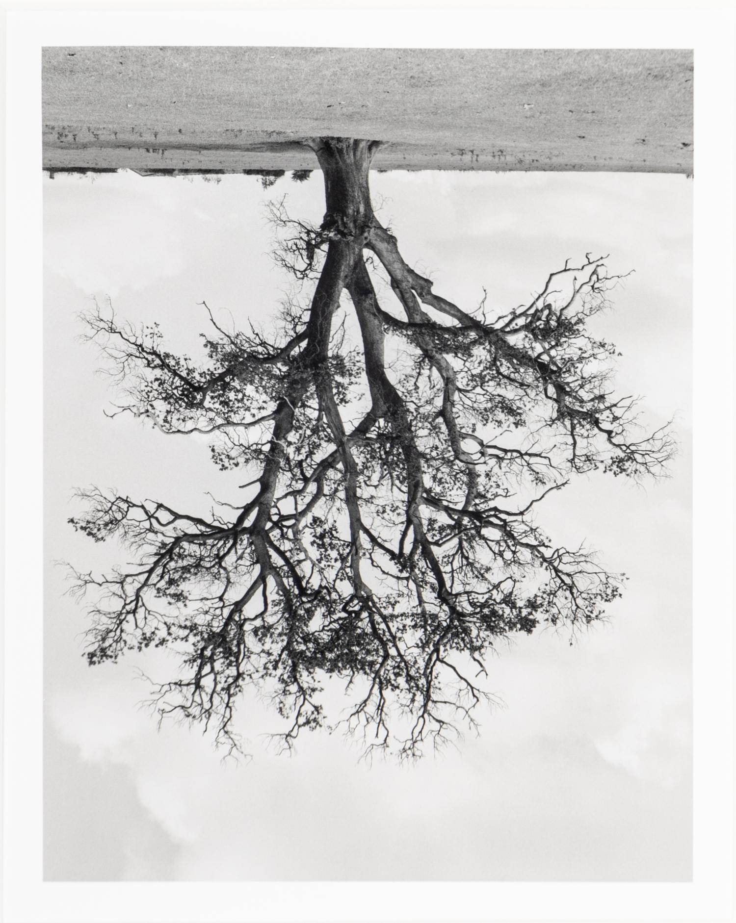 Rodney Graham (1949-2022) Oxfordshire Oak, Banford, Fall, 1990