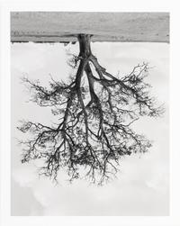 Rodney Graham (1949-2022) Oxfordshire Oak, Banford, Fall, 1990