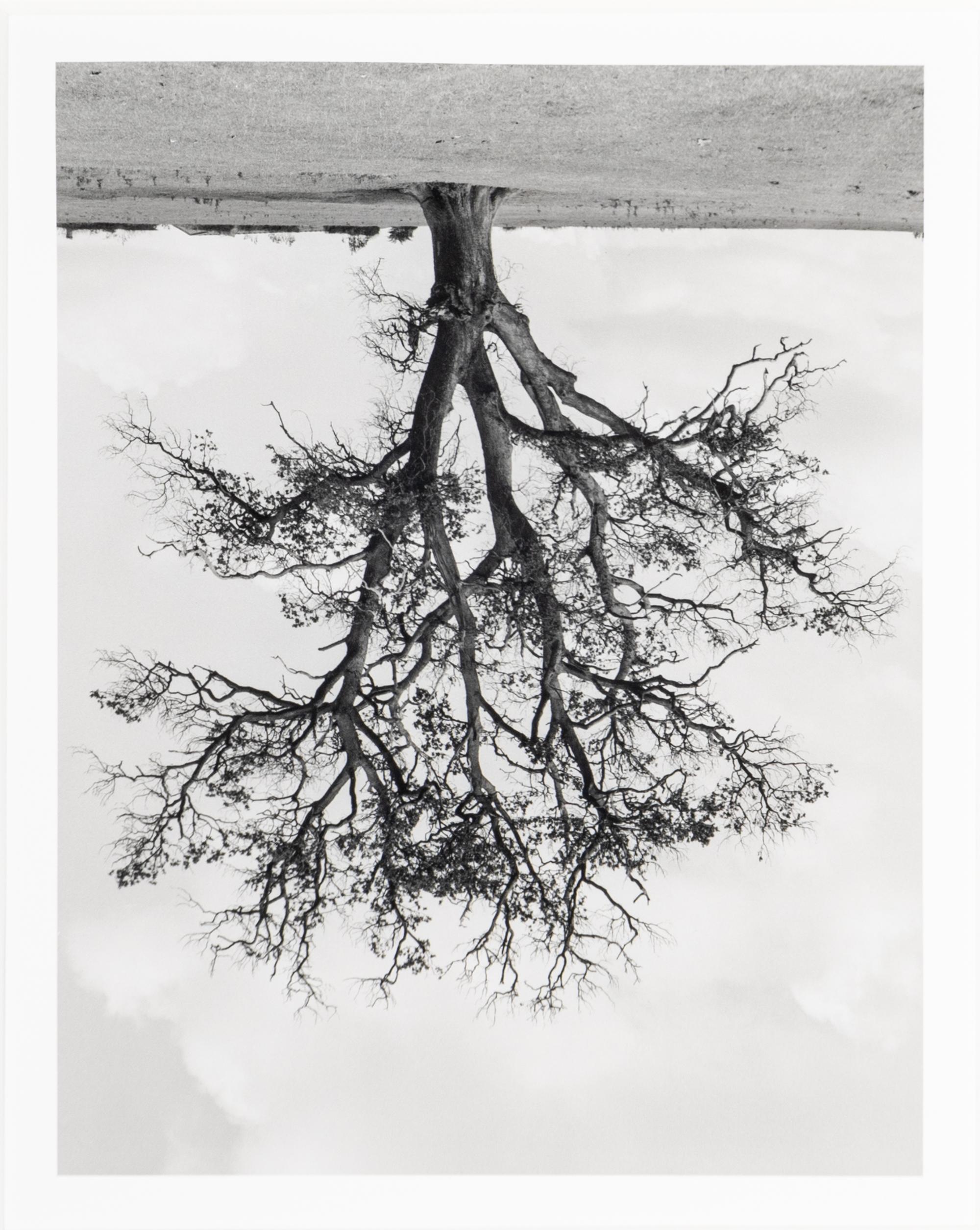 Rodney Graham (1949-2022) Oxfordshire Oak, Banford, Fall, 1990