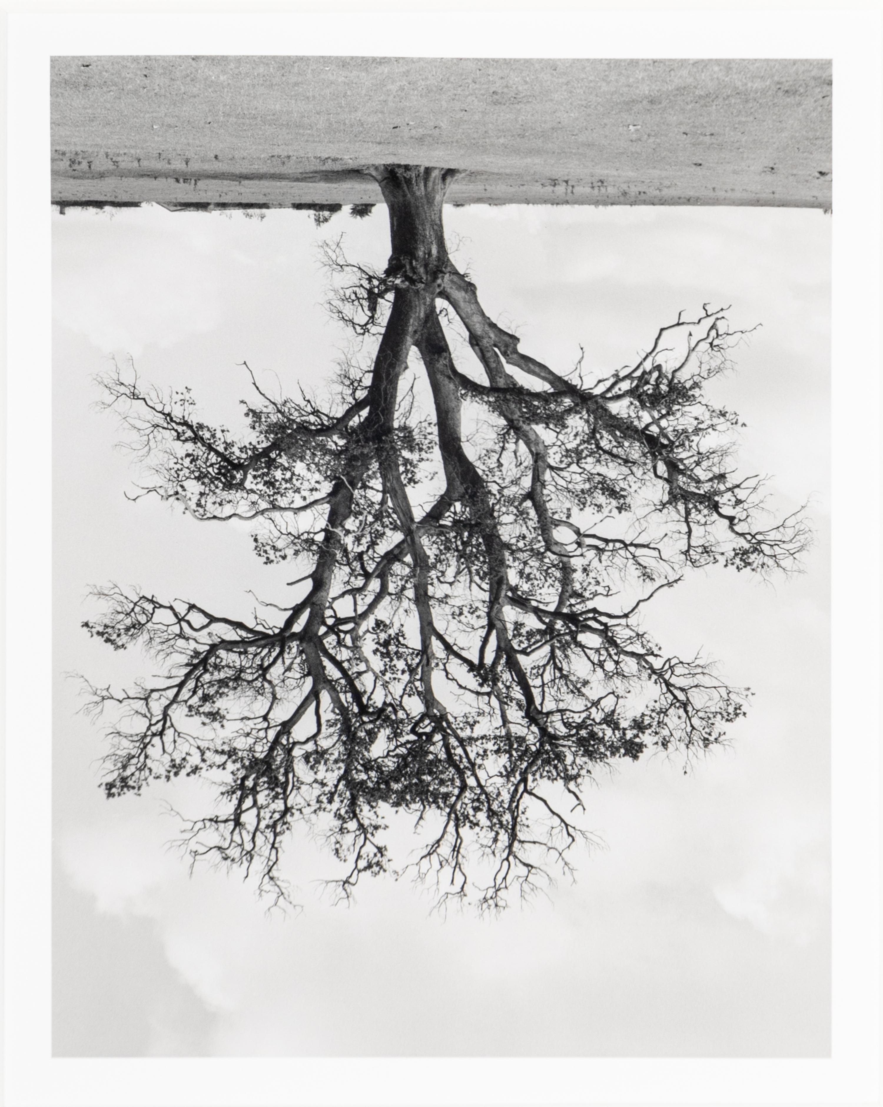 Rodney Graham (1949-2022) Oxfordshire Oak, Banford, Fall, 1990
