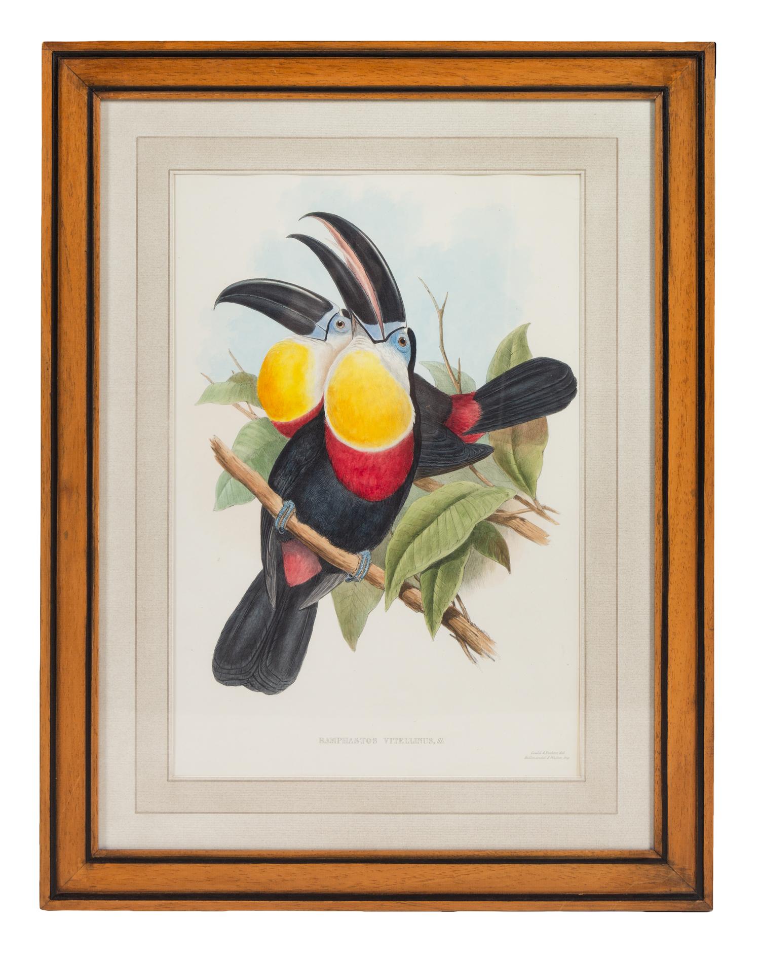 John Gould and Henry Constantine Richter (British, 19th Century)