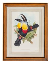 John Gould and Henry Constantine Richter (British, 19th Century)