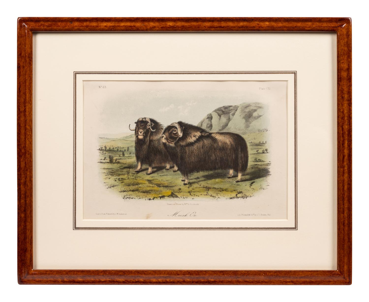 Grouped, see item 1 | A Group of Three Prints of North American Mammals, after John James Audubon (1785-1851) and John Woodhouse Audubon (1812-1862)