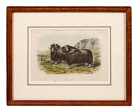 Grouped, see item 1 | A Group of Three Prints of North American Mammals, after John James Audubon (1785-1851) and John Woodhouse Audubon (1812-1862)