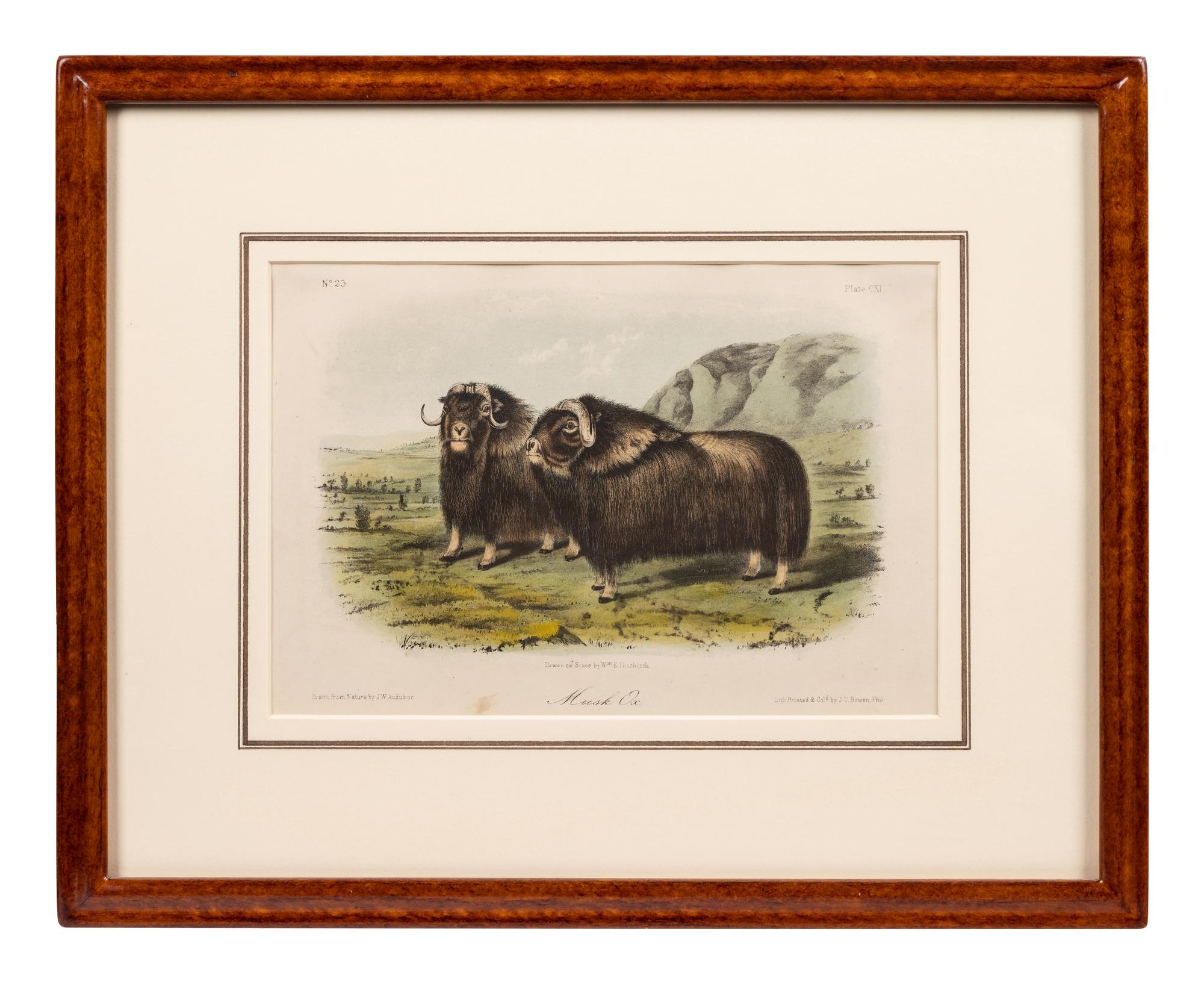 Grouped, see item 1 | A Group of Three Prints of North American Mammals, after John James Audubon (1785-1851) and John Woodhouse Audubon (1812-1862)