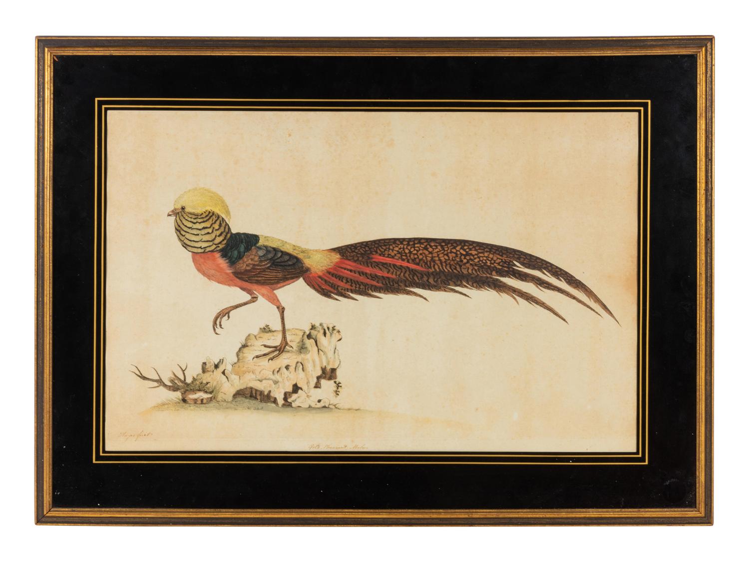 [NATURAL HISTORY]. HAYES, William (1729-1799). Gold Pheasant, Male.