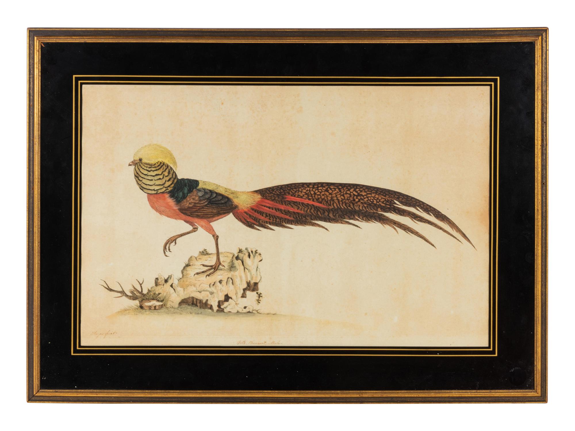 [NATURAL HISTORY]. HAYES, William (1729-1799). Gold Pheasant, Male.