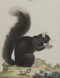Twelve English Handcolored Engravings, Height of first 9 1/2 x width 7 1/8 inches (visible).