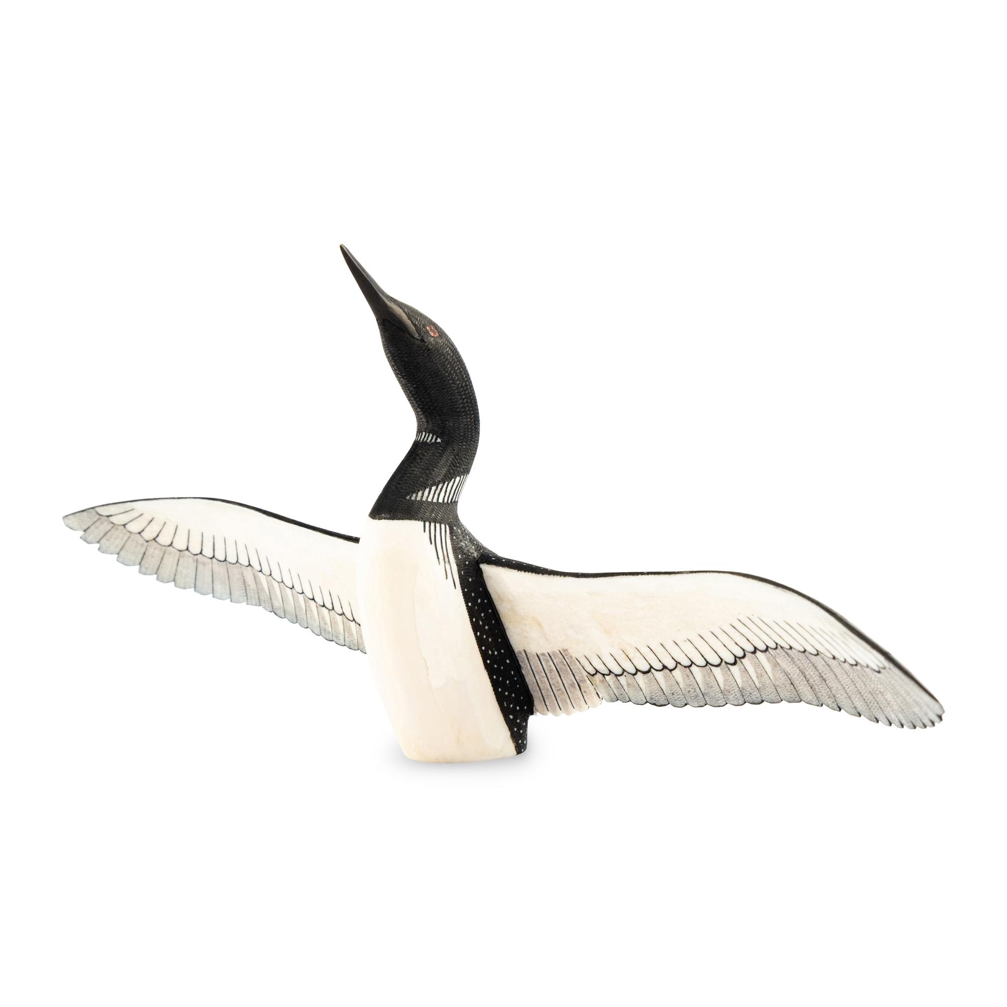 Common Loon