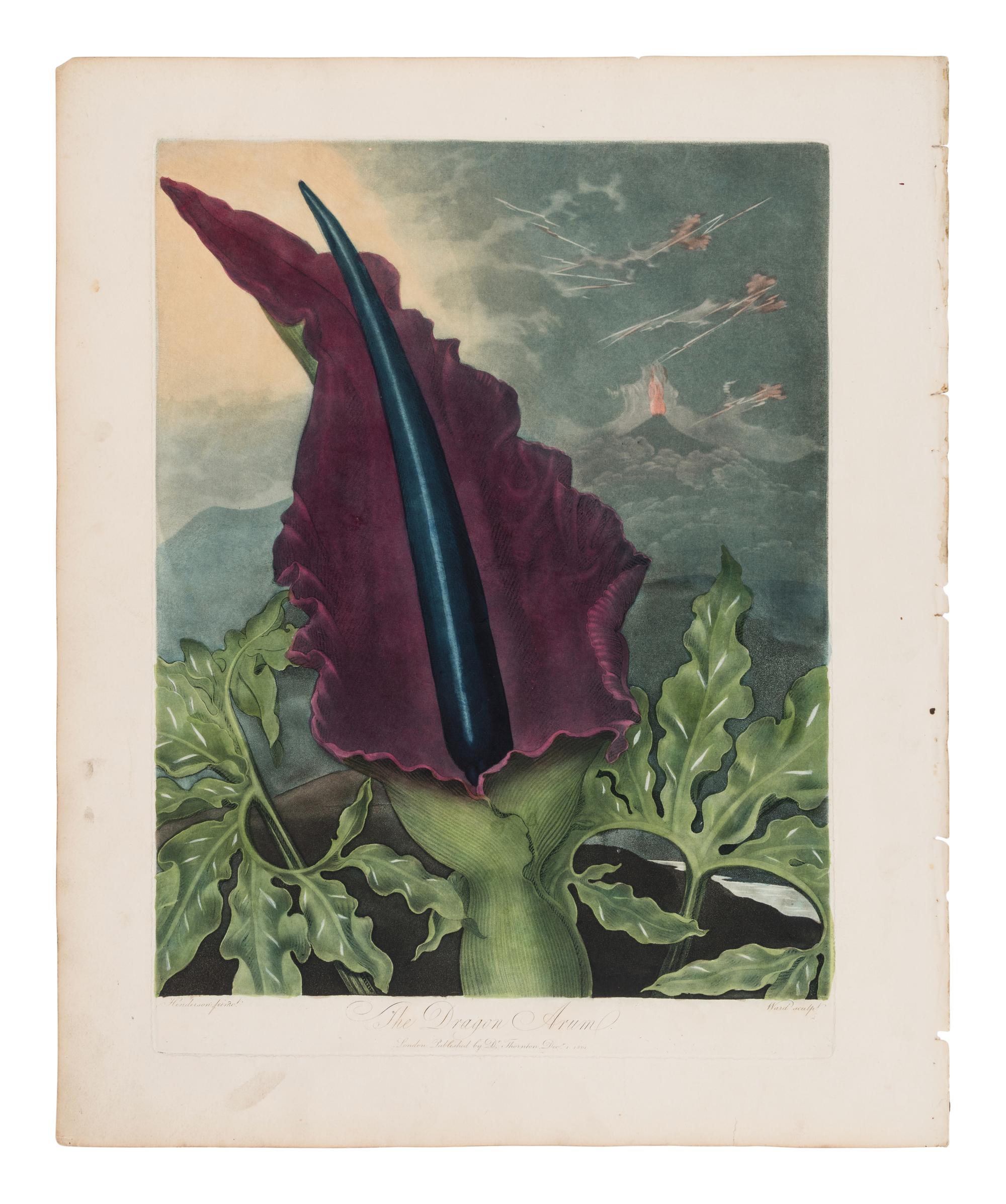 THORNTON, Robert John (1768-1837). New Illustration of the Sexual System of Carolus von Linnaeus Comprehending... and the Temple of Flora, or Garden of Nature . London: for the Publisher, by T. Bensley [1799-] 1807-[1812].