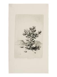 Two Works: Cholla Cactus, Arizona and Barrel Cactus