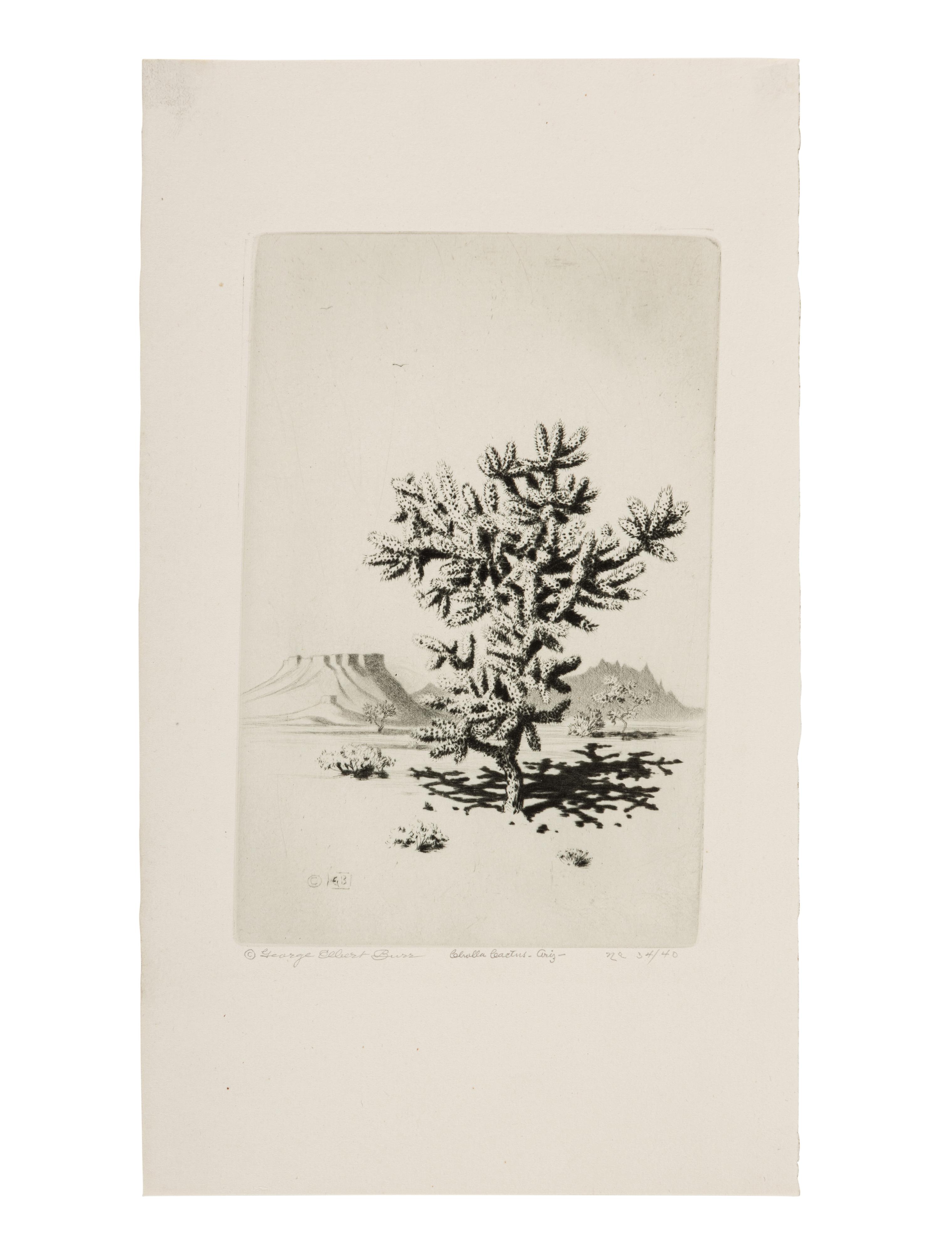 Two Works: Cholla Cactus, Arizona and Barrel Cactus