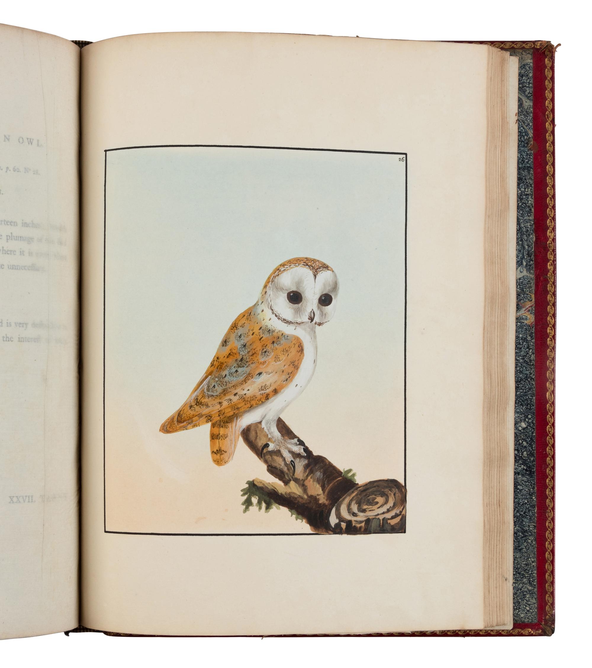 [NATURAL HISTORY]. LEWIN, William (1747-1795). The Birds of Great-Britain with their Eggs . London: Printed for the author, 1789-1794.