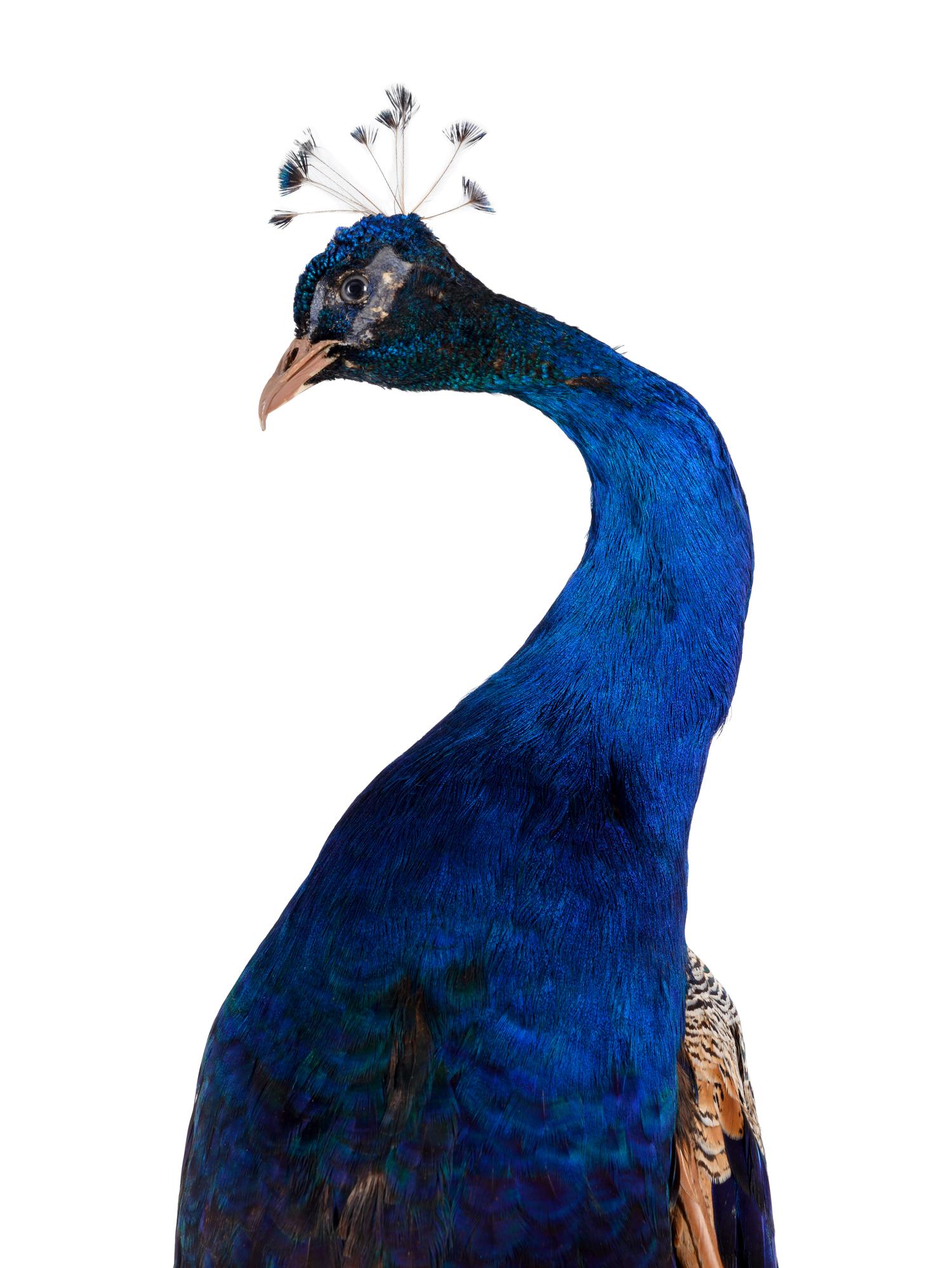 A Taxidermy Peacock on Stand