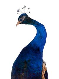 A Taxidermy Peacock on Stand