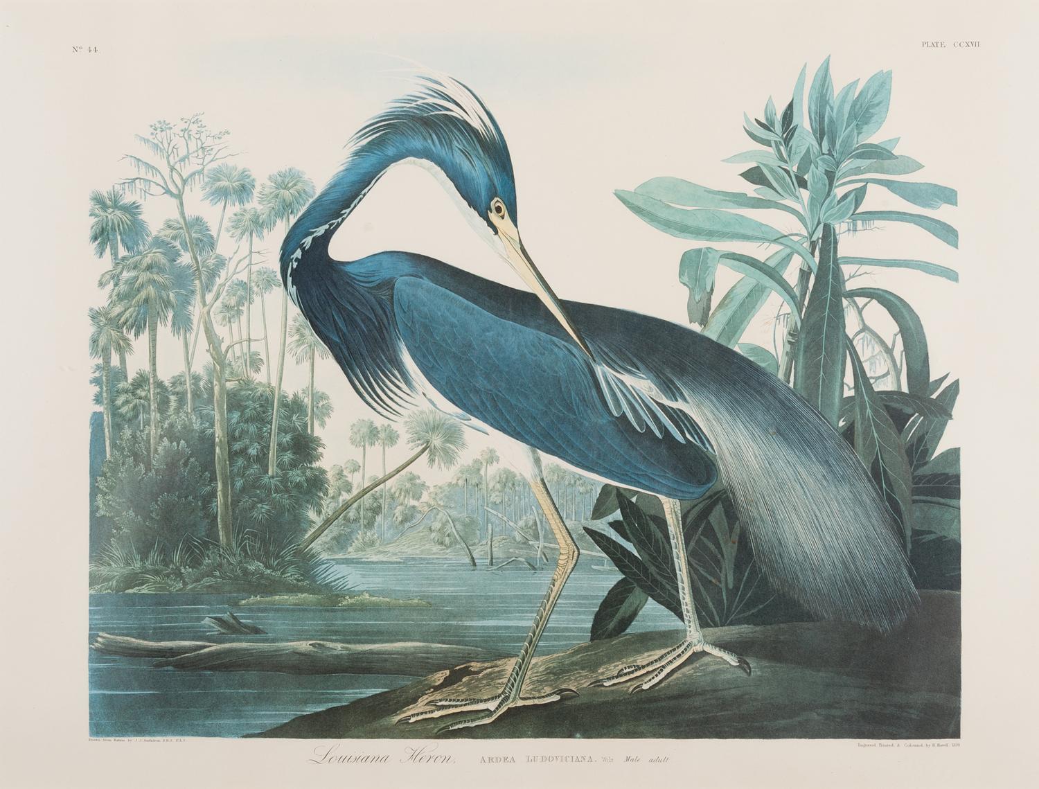 AUDUBON, John James (1785-1851).