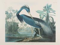 AUDUBON, John James (1785-1851).