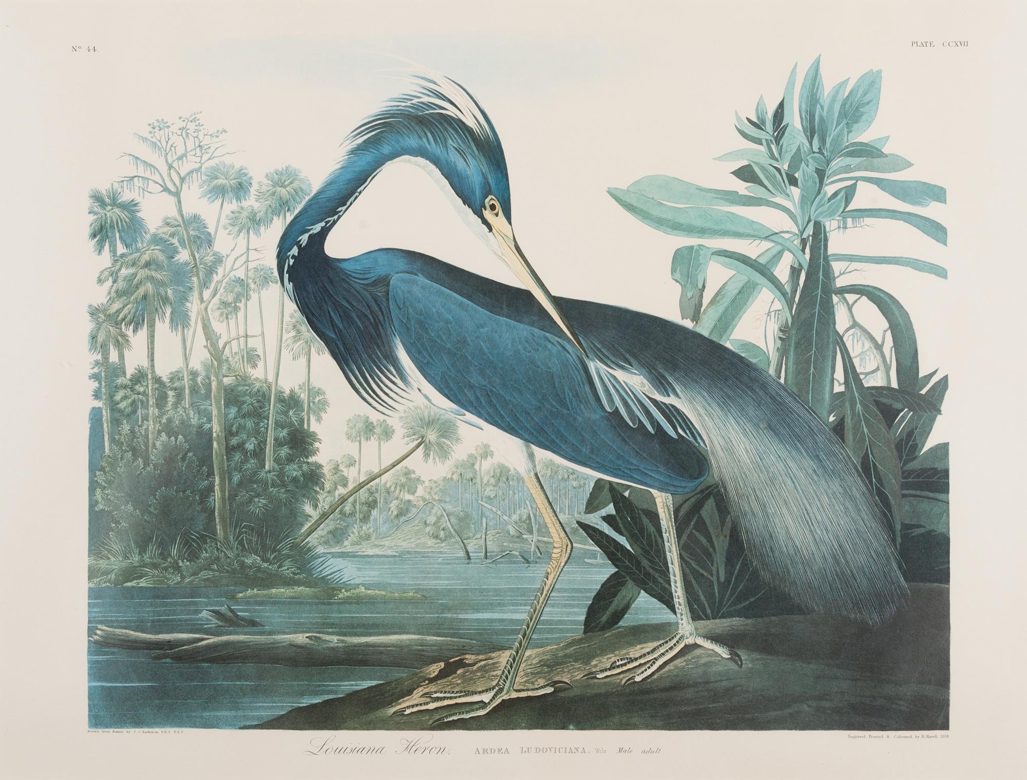 AUDUBON, John James (1785-1851).