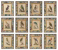 A Set of Twelve Hand-Colored Engravings of Parrots from A Natural History of Uncommon Birds by George Edwards (English, 1694-1773)