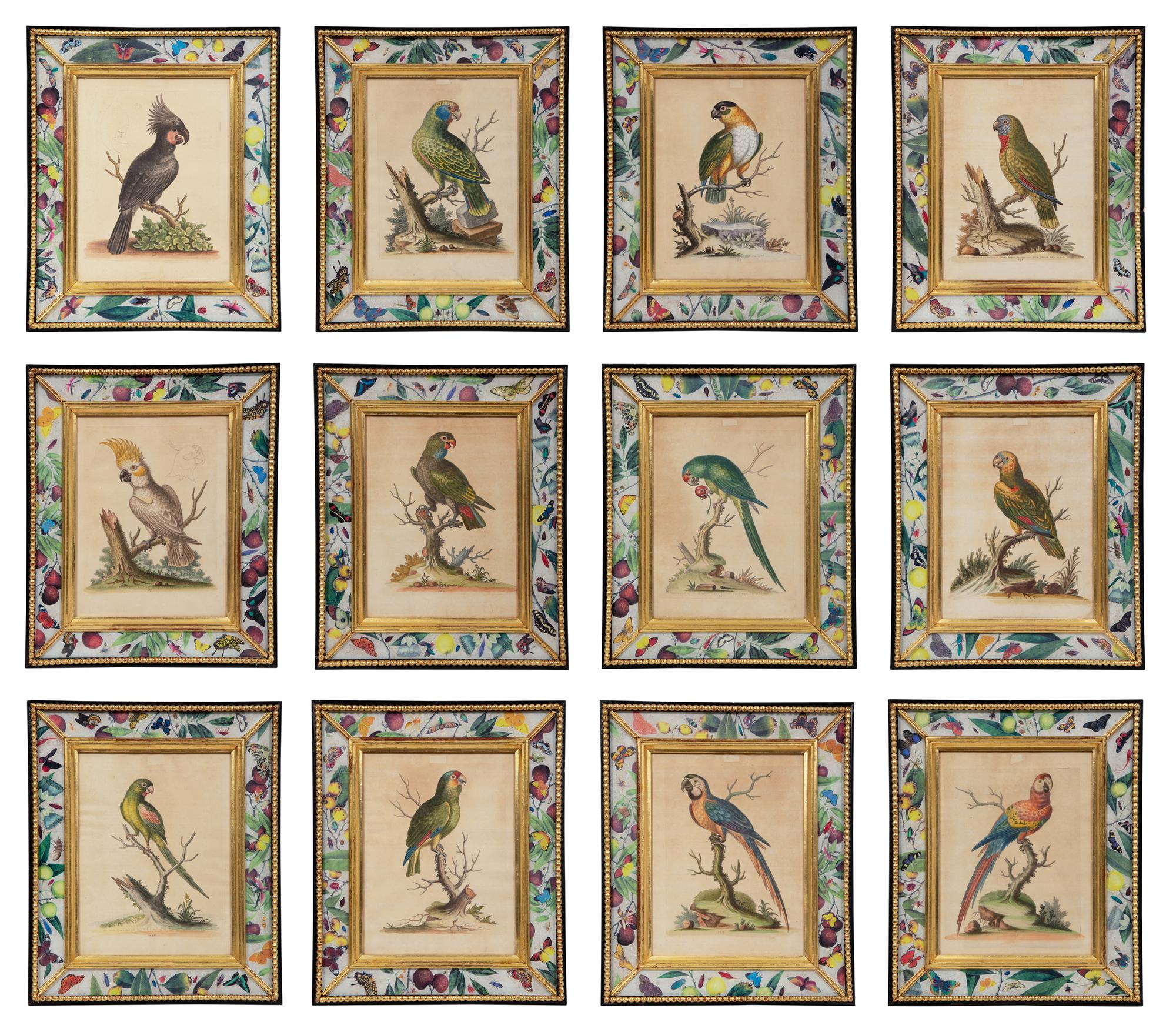 A Set of Twelve Hand-Colored Engravings of Parrots from A Natural History of Uncommon Birds by George Edwards (English, 1694-1773)