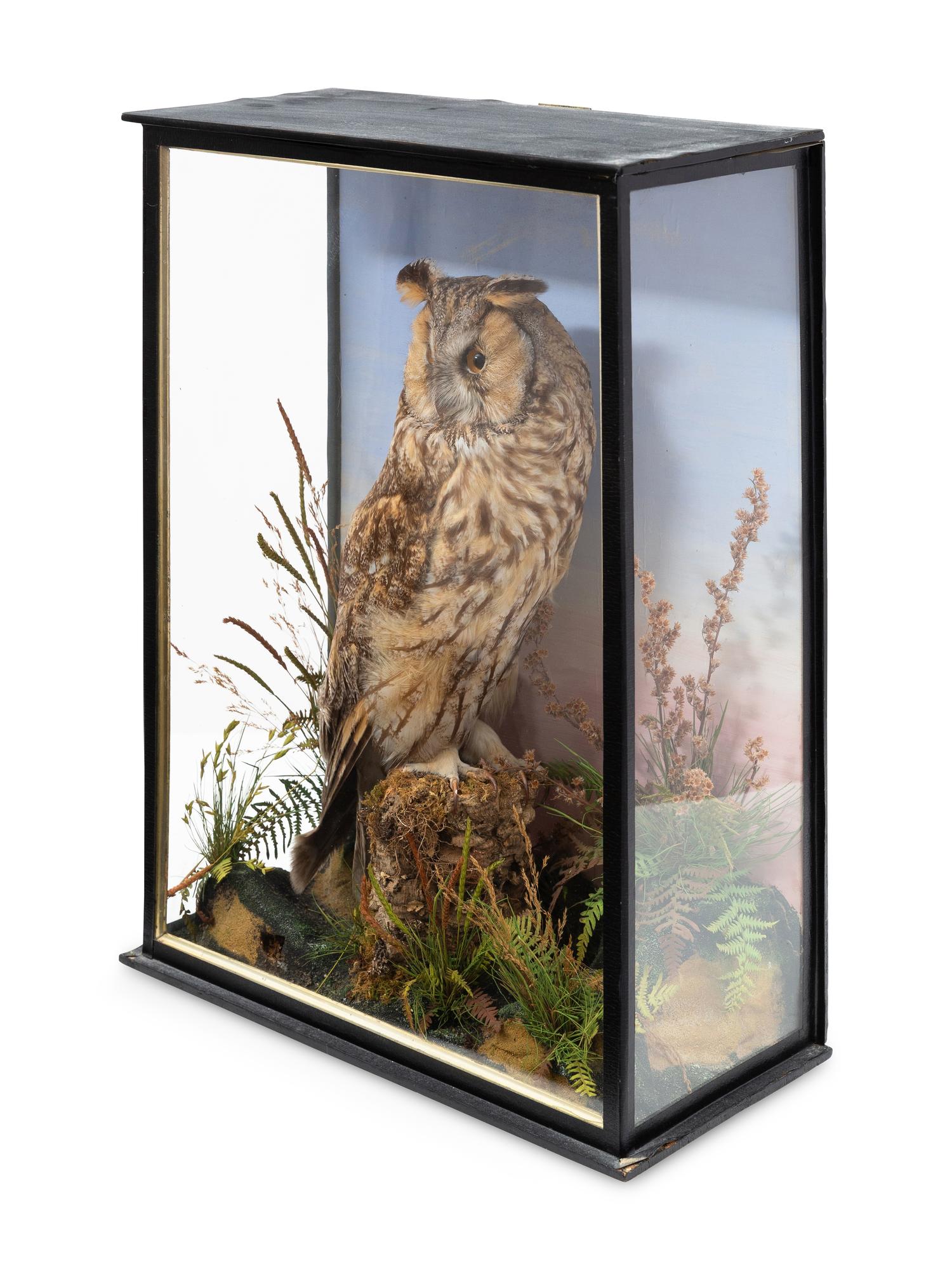 A Victorian Taxidermy Long-Eared Owl
