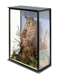 A Victorian Taxidermy Long-Eared Owl