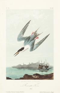 (AUDUBON, JOHN JAMES, after) BOWEN, J.T. A group of five hand-colored litho plates from the 8vo ed. of the Birds of America, 1852.