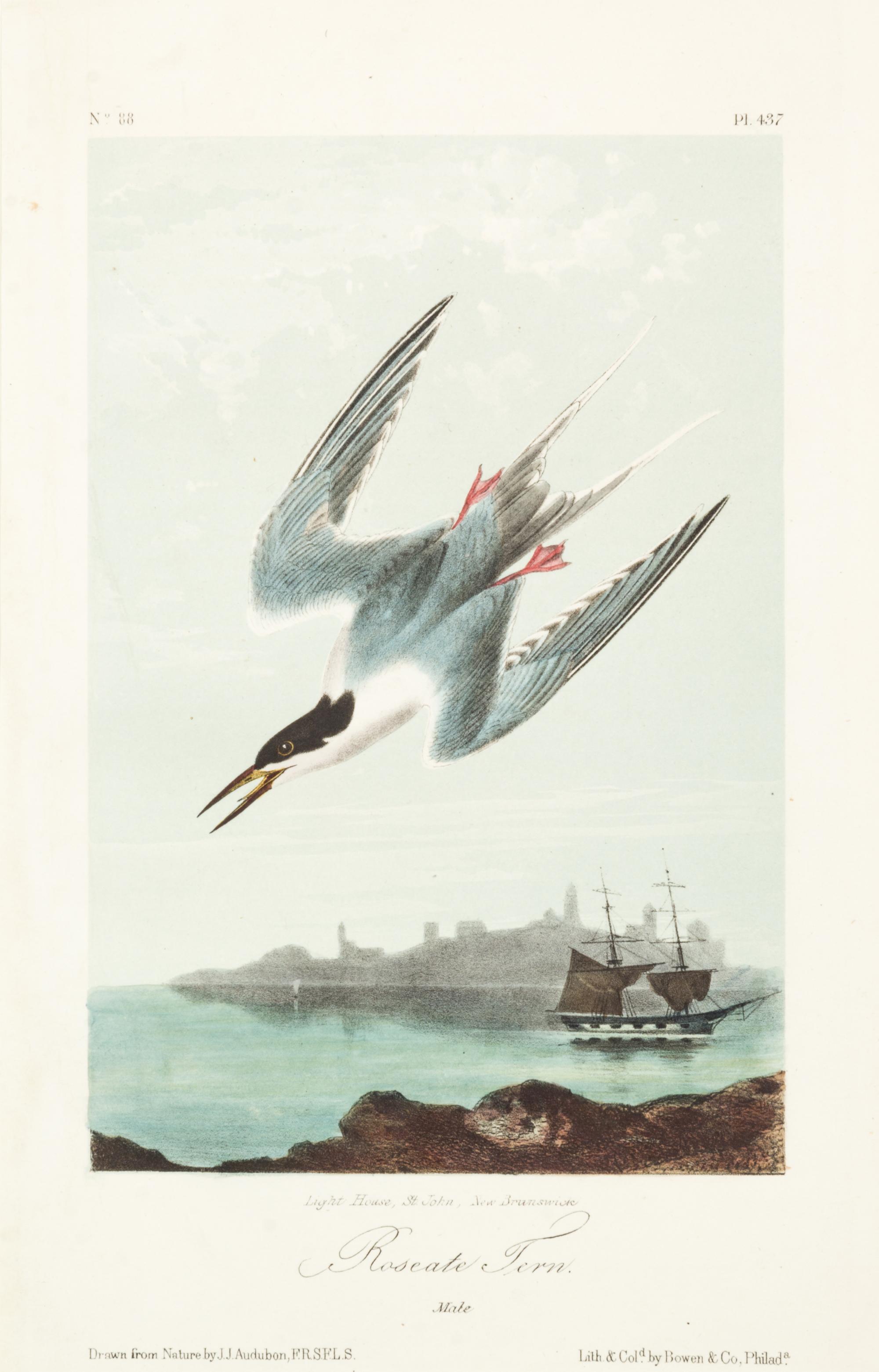 (AUDUBON, JOHN JAMES, after) BOWEN, J.T. A group of five hand-colored litho plates from the 8vo ed. of the Birds of America, 1852.