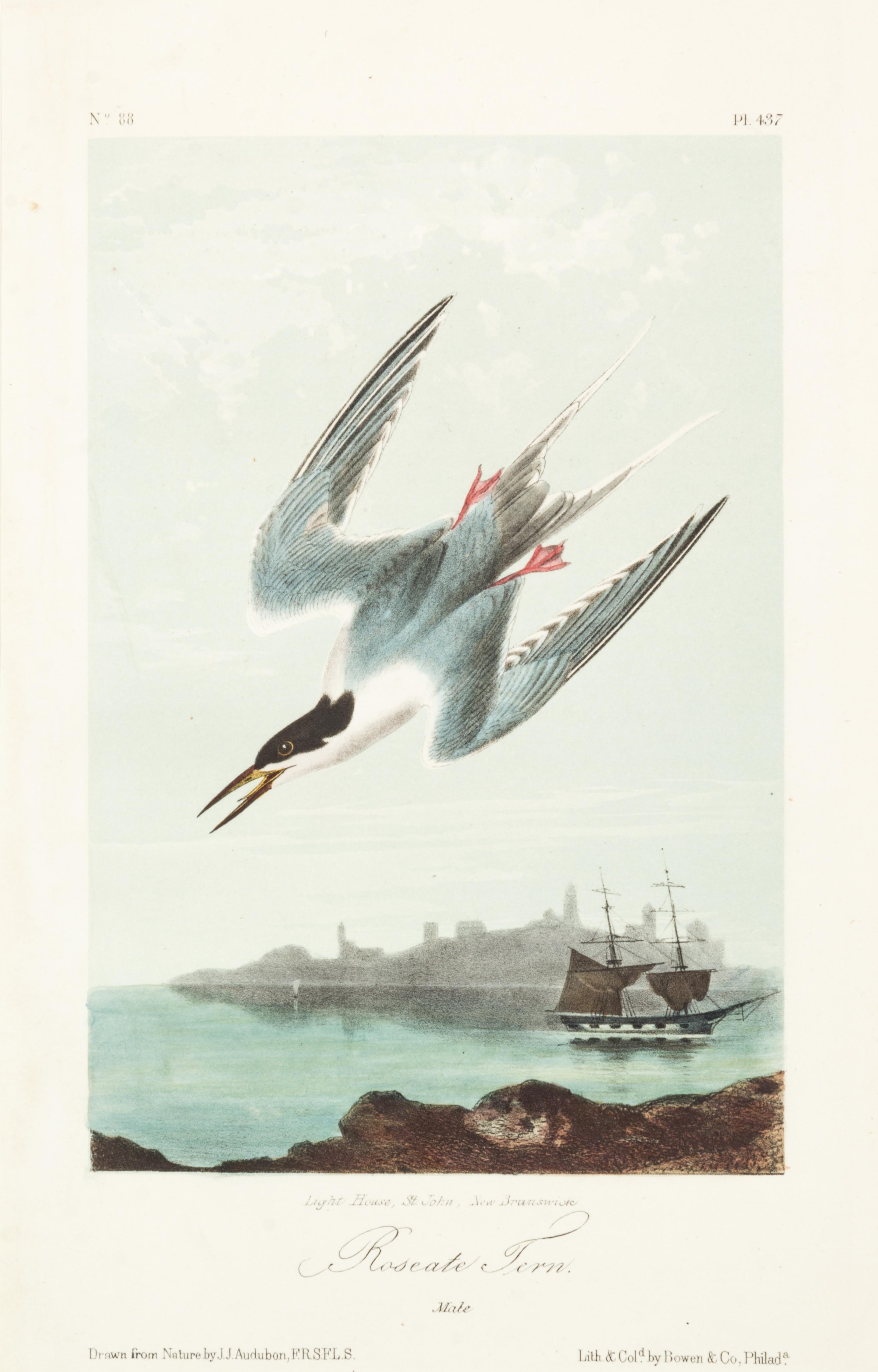 (AUDUBON, JOHN JAMES, after) BOWEN, J.T. A group of five hand-colored litho plates from the 8vo ed. of the Birds of America, 1852.