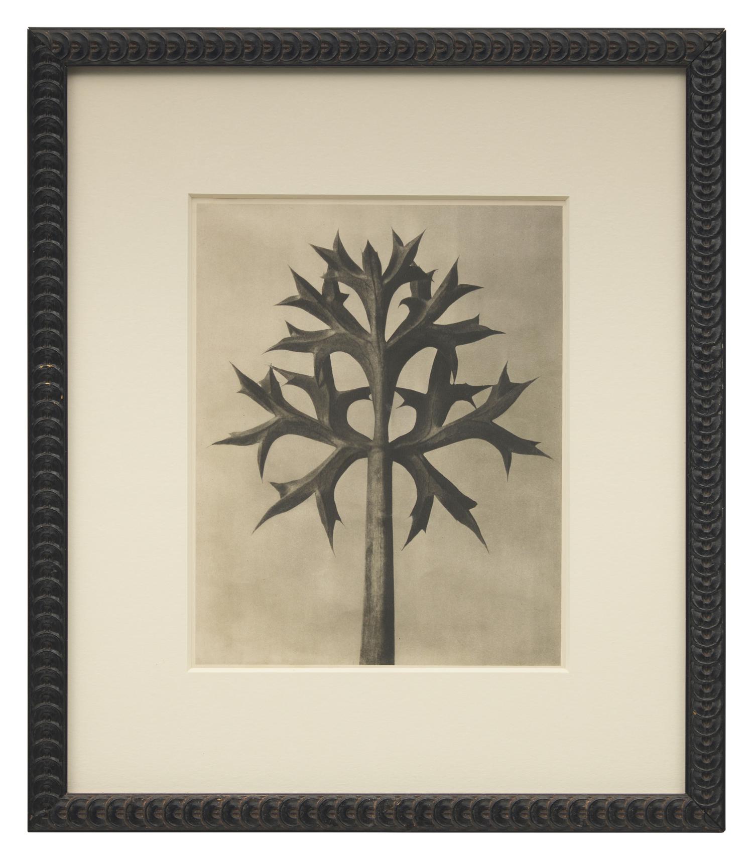 A Set of 8 Botanical Prints