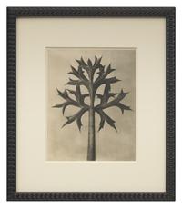 A Set of 8 Botanical Prints