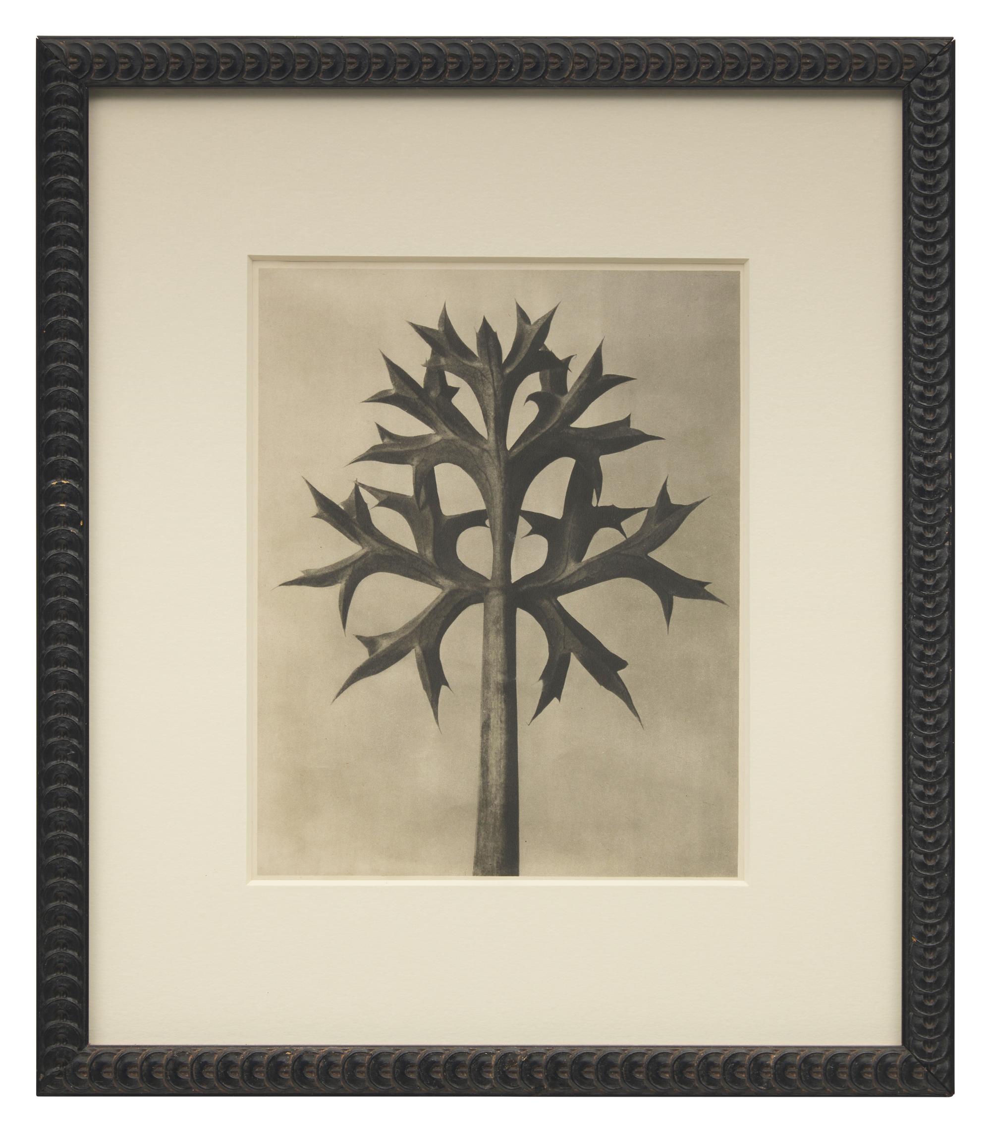 A Set of 8 Botanical Prints