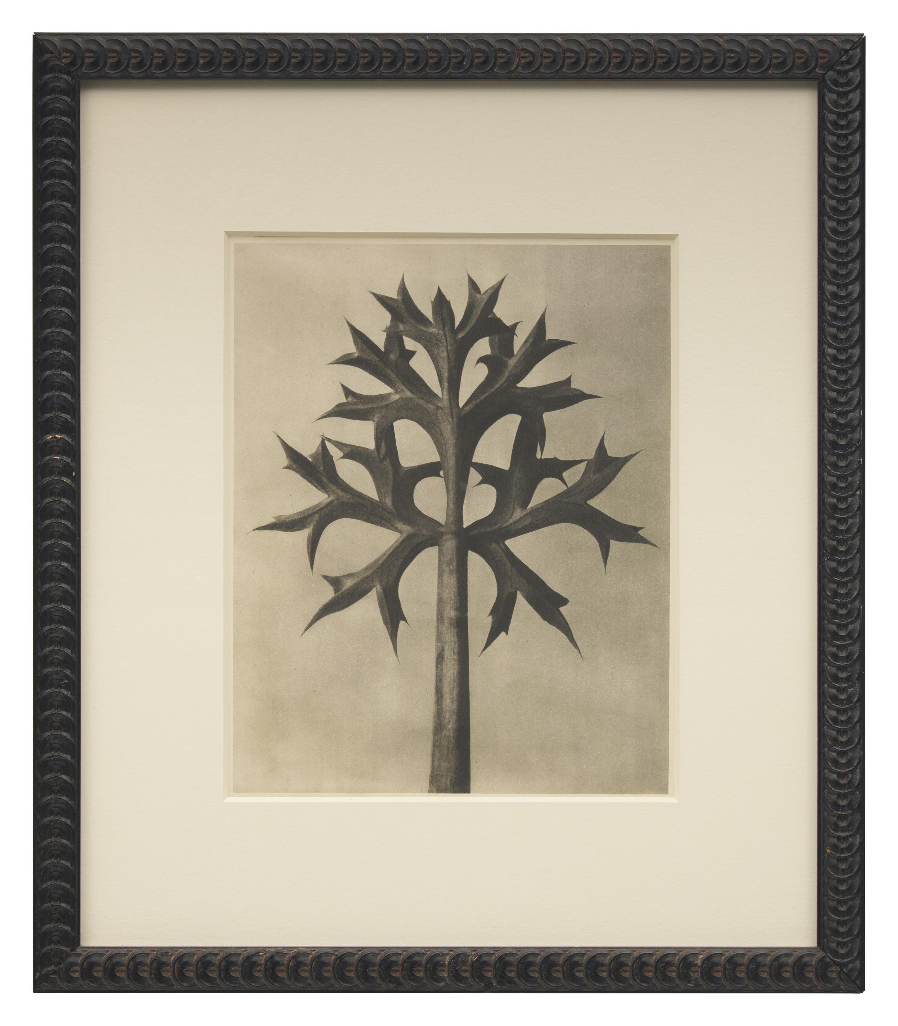 A Set of 8 Botanical Prints