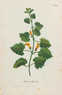 A Group of Six Hand-Colored Botanical Engravings from Johann Weinmann's Phytanthoza Iconographia — CIRCA 1740